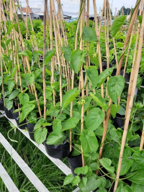 Dây Thiên Lý.... siêu hoa... thơm nứt mũi