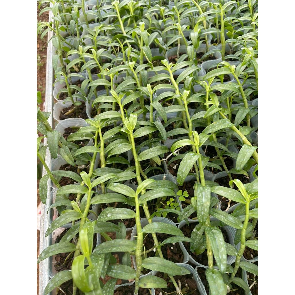 [Chính hãng] phi điệp chớp mỹ