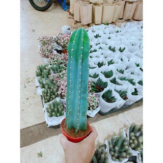 Cây Xương Rồng Trụ Lớn