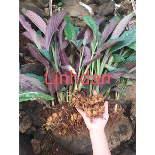 củ tam thất nam tươi 100gr 20k