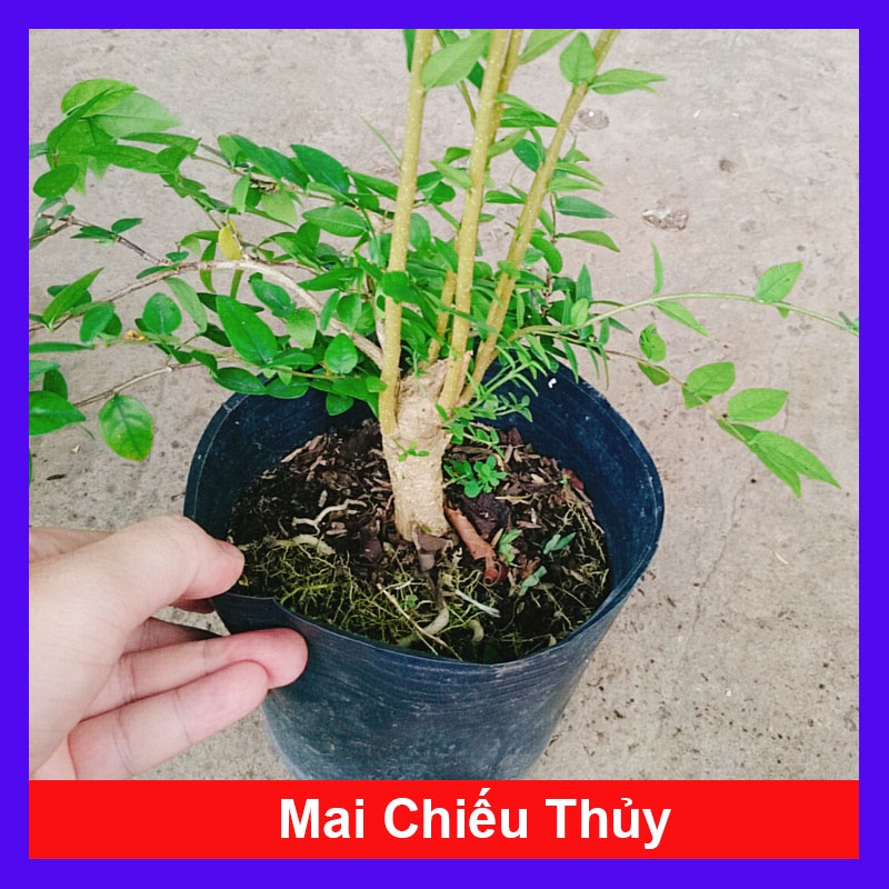 Cây Mai Chiếu Thủy - cây cảnh bonsai + tặng phân bón cho cây mau lớn