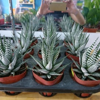 sen đá móng rồng bao đẹp