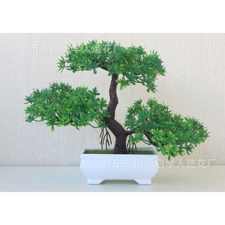 Chậu hoa bonsai để bàn