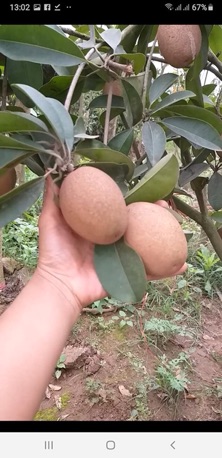 Cây na dứa đài loan