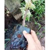 Cây giống hoa giấy cẩm thạch