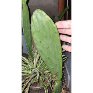 Cây xương rồng Nopal _Opuntia ficusindica