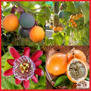 Cây giống chanh leo vàng siêu ngọt Colombia