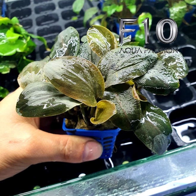 Cây Tiêu Thảo Ấn Độ  - Cây thủy sinh trang trí bể rất đẹp