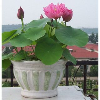 5 hạt giống hoa Sen mini nhiều màu