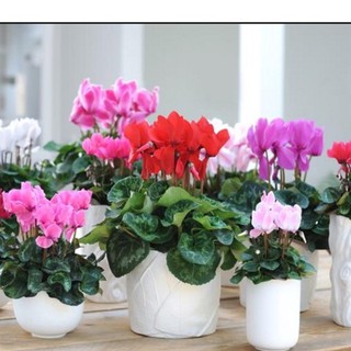 Hạt giống hoa Anh thảo Mix - 1 gói 5 hạt - HG1