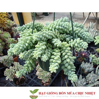 Hạt giống sen đá chuỗi ngọc 20 hạt