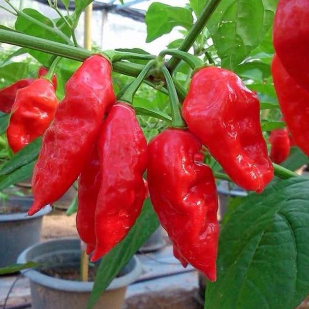 5 hạt ớt gospeper 👉 ☘️ dễ nảy mầm 👉 cay gấp 10 lần ớt hiểm !!