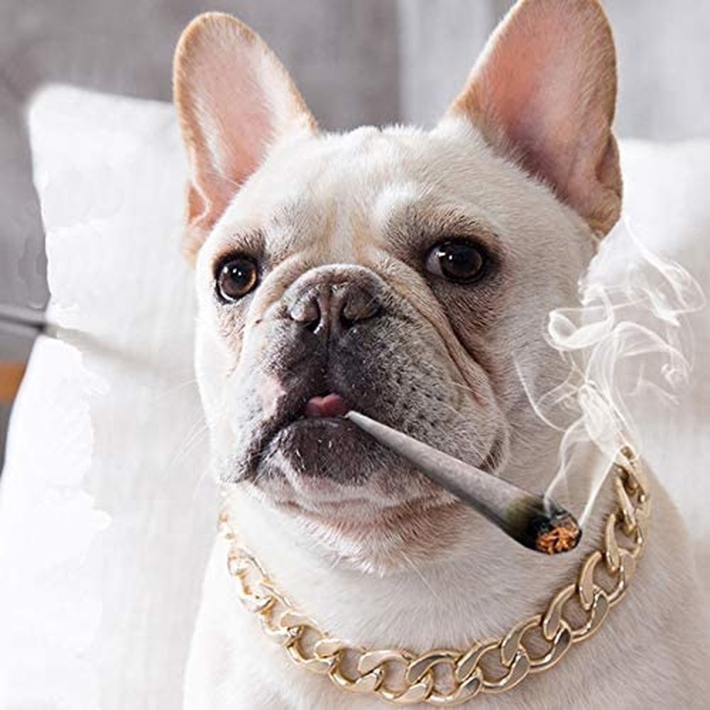 Vòng Cổ Bằng Nhựa Màu Vàng Thời Trang Cá Tính Có Thể Điều Chỉnh Dùng Làm Trang Trí Cho Thú Cưng Chó Mèo Cỡ Nhỏ Chó Mèo