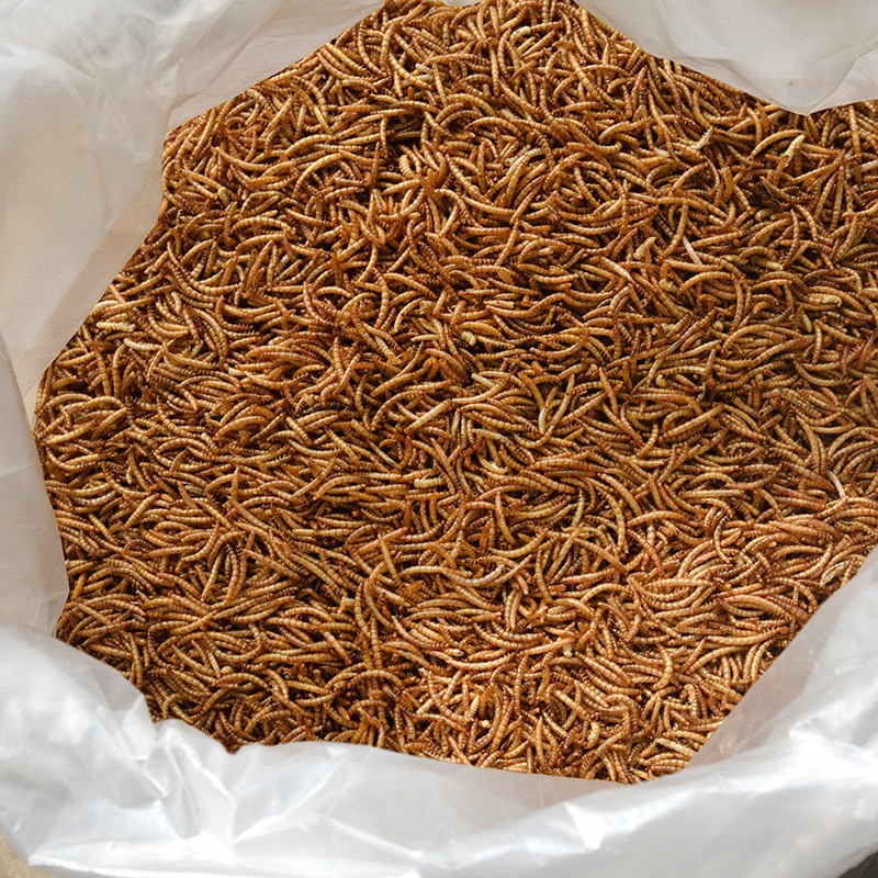 sâu Super worm size trung dành cho hamster , chim, nhím,..