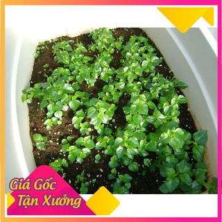 Hạt Giống Rau Càng Cua 0.5gr