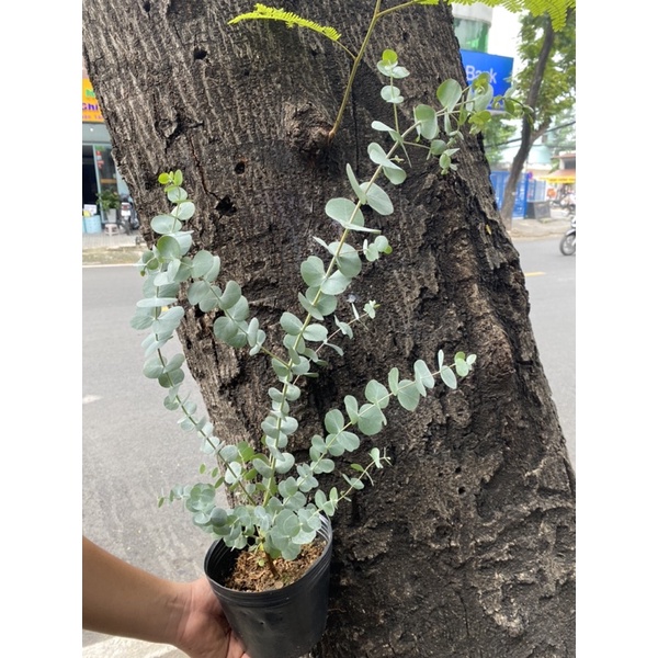 Cây Khuynh Diệp - Bạch Đàn - Dollar Silver, Cây Đôla bạc