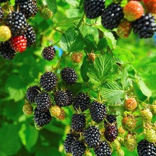 Hạt giống cây mâm xôi đen 1 gói 30 hạt - TẶNG kèm viên nén ươm hạt giống - HGT