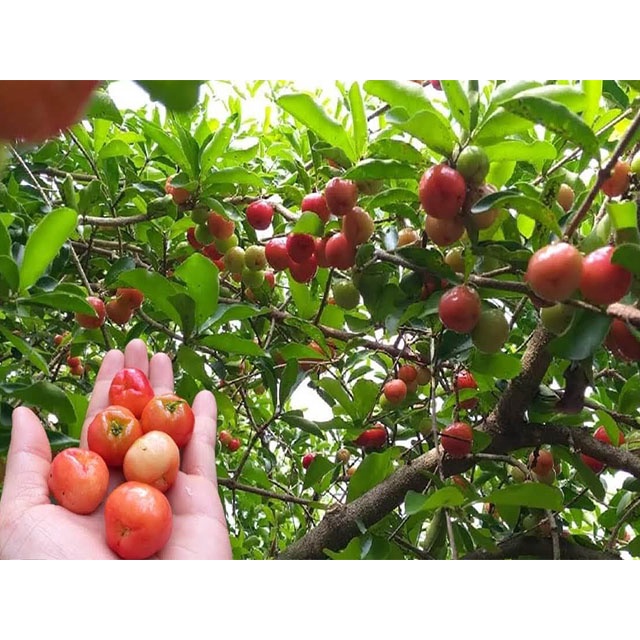 HẠT GIỐNG CÂY SƠ RI - 10 hạt/ gói