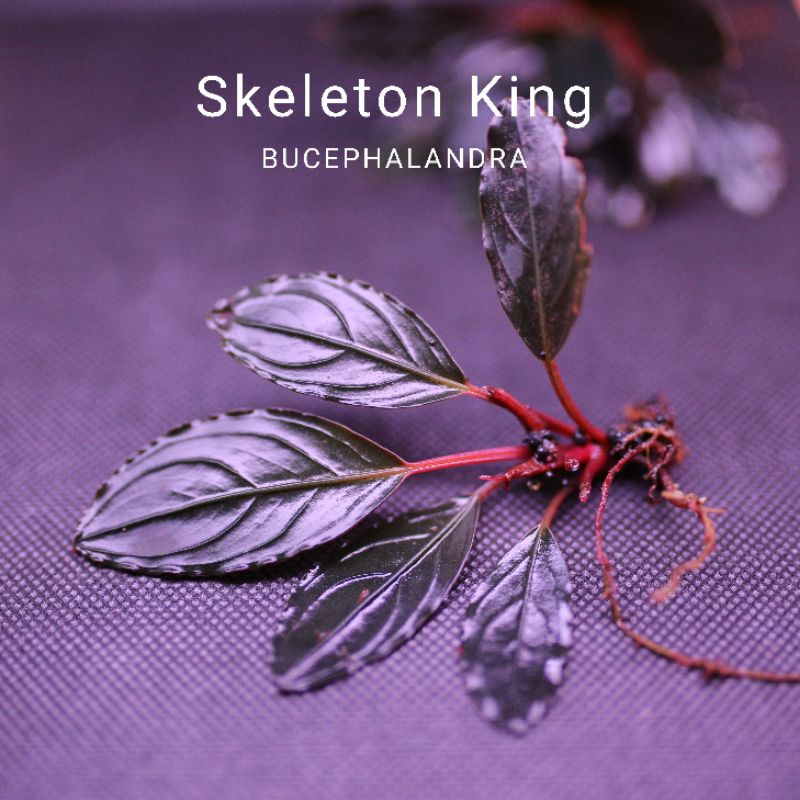 Skeleton king | Cây thủy sinh siêu đỏ | Bucephalandda | hàng ngọn | lá cạn