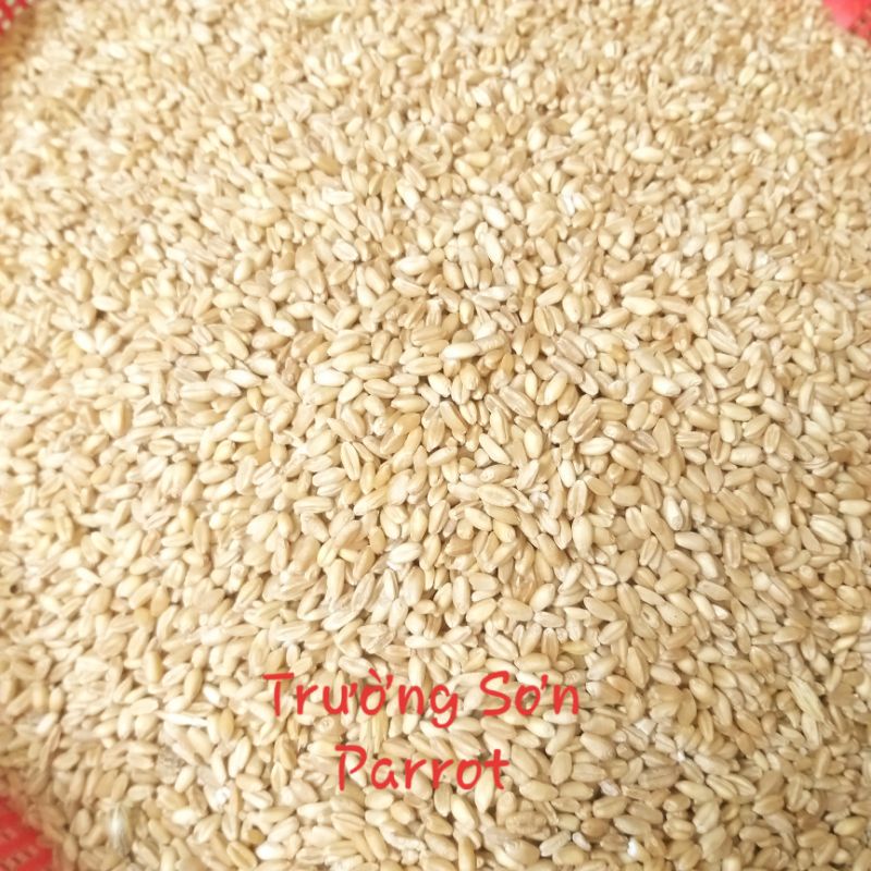 Hạt lúa mì (gói 500g) cho vẹt, bồ câu, chuột...