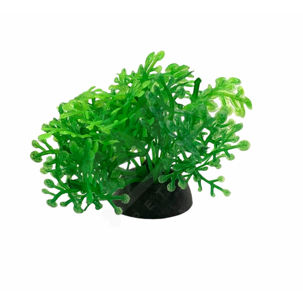 Cây Rong Trang Trí Hồ Cá Nhí Cao 4cm - Rêu Trang Trí Bể Cá Thuỷ Sinh