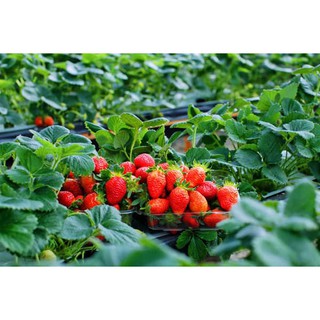 Chậu dâu New Zealand trồng ổn định đang hoa/trái - Giống chịu nhiệt tốt cho trái giòn ngọt