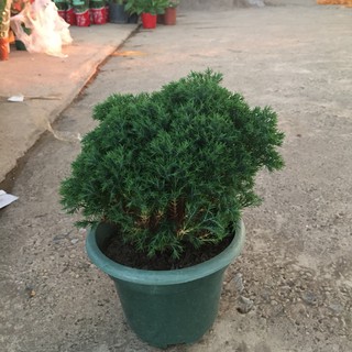 Cây TÙNG BỒNG LAI cao 15-20cm tán tròn sum suê dễ trồng và chăm sóc thích hợp trang trí cảnh quan sân vườn