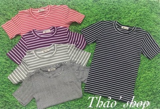 Combo  6 áo thun gân
