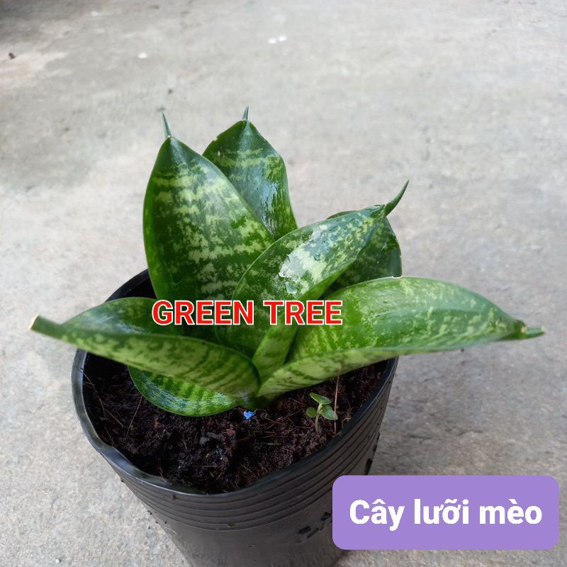 Cây lưỡi mèo để bàn