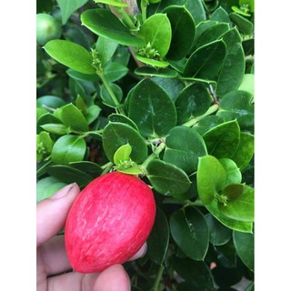 Cây siro Thái size chậu C9