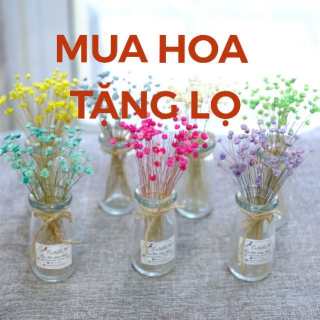 Lọ hoa khô trang trí Lọ Hoa Khô mini Marcela từ Brazil decor để bàn phòng ngủ phòng khách chụp ảnh sản phẩm sự kiện