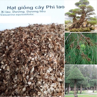Hạt giống cây phi lao - cây dương - gói 10 hạt kns284
