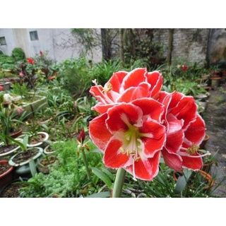Củ hoa Lan Huệ cánh kép