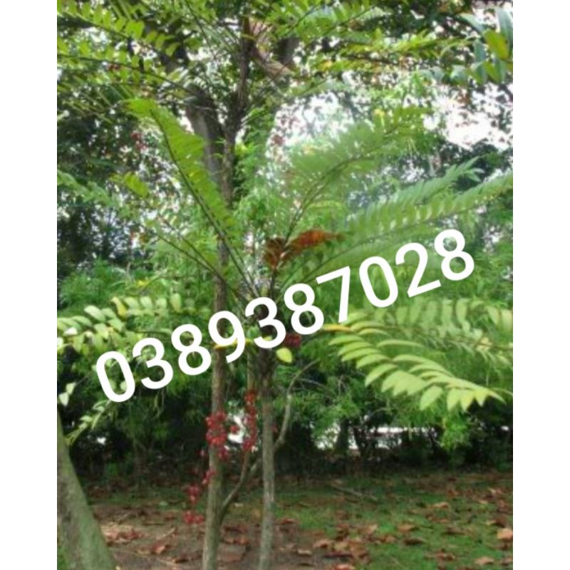 cây mật nhân,1kg
