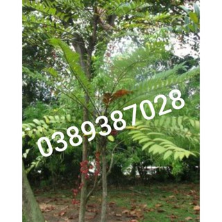 Cây mật nhân,1kg