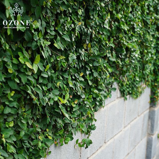 Cây 🌲 thằn lằn ♌ leo tường