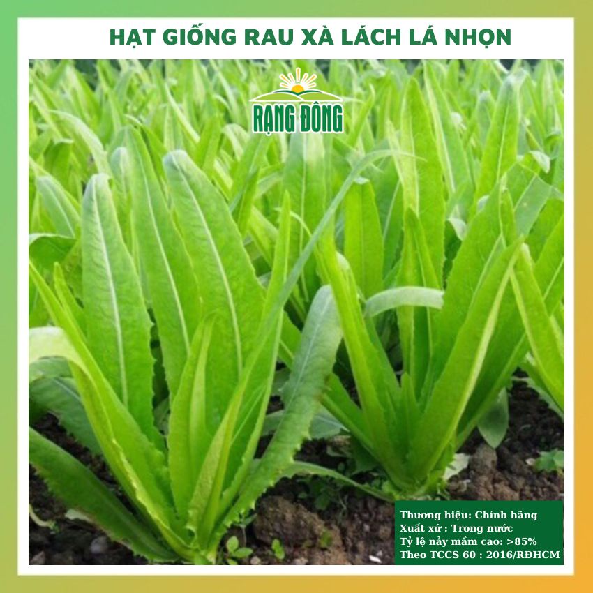 Hạt giống xà lách lá nhọn (rau diếp thơm) 10gr RADO 358 - rau củ quả chịu nhiệt 4 mùa tỉ lệ nảy mầm cao 10gr RADO 358