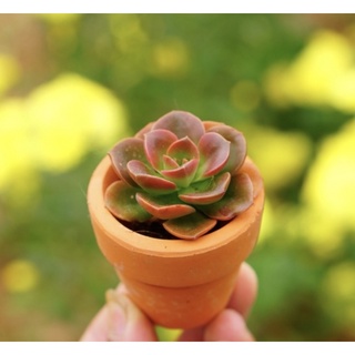 Chậu sen đá mini gồm cây và chậu ( giao cây mẫu bất kỳ)