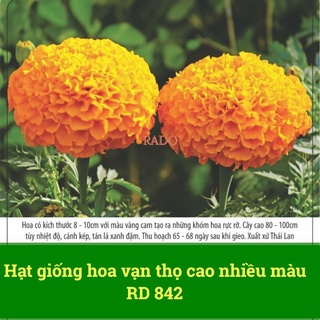 Hạt giống hoa vạn thọ rd 842 cao nhiều màu 0.1gr