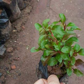 Rau xà lách xoong Nhật
