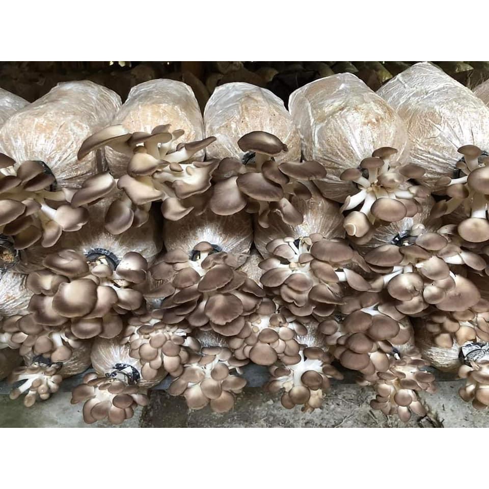 Phôi nấm Bào ngư