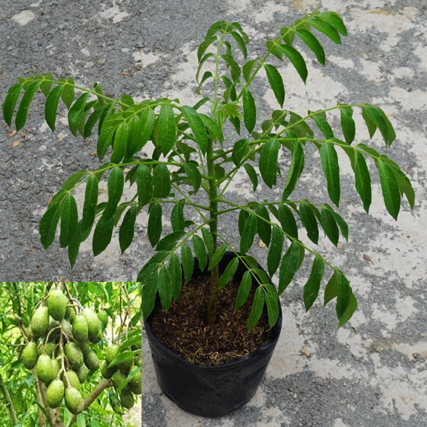 Cây CÓC THÁI cây mập to khỏe, siêu sai quả, quả giòn " cây đang cho hoa"