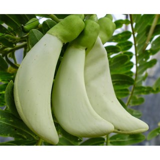 Hạt Giống Bông So Đũa (2g)