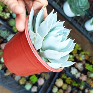 Size trung sen ngọc trinh