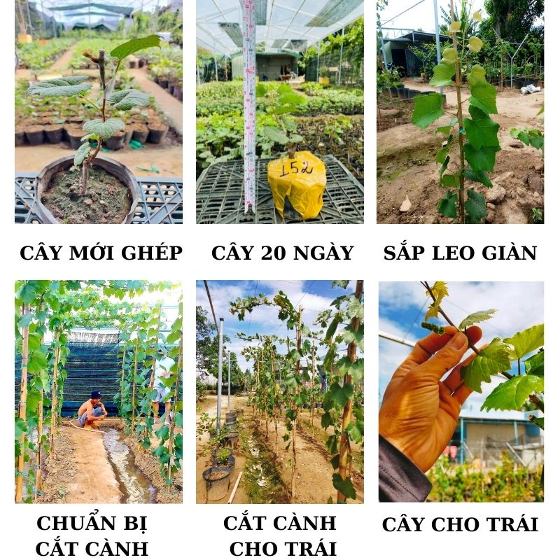 Cây Giống Nho Ngón tay đỏ 152 lớn 1 mét Hồng nhật móng tay thân dây leo giàn NT10