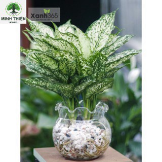 Cây Ngọc Ngân Thủy Sinh - Cây phong thủy