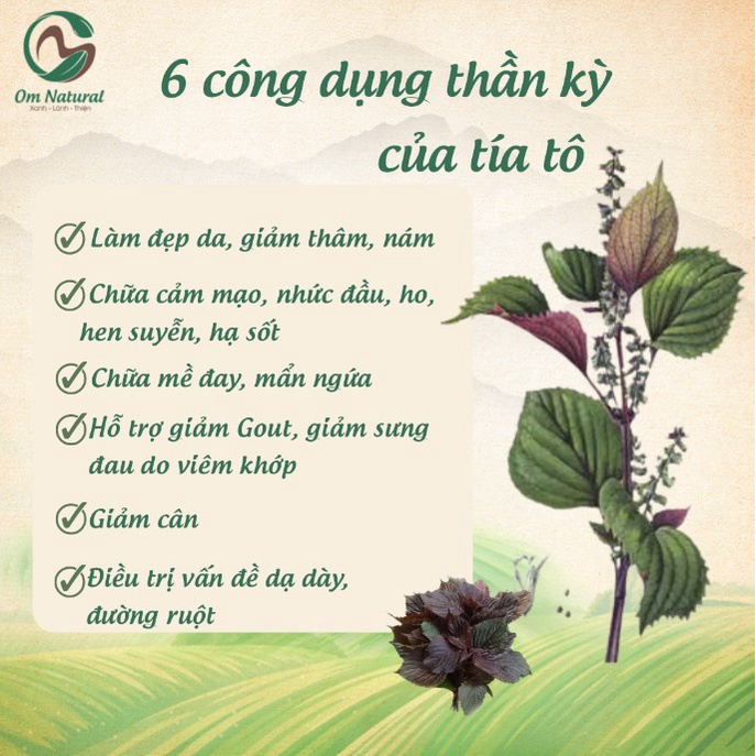 Set Quà Trà Tía Tô, Xà bông Tía Tô A Om - Gửi Tặng Thiên Nhiên