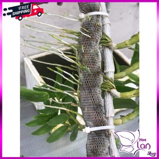 Phân Dê Túi Lưới ⚜️FREESHIP⚜️ Cho Lan Đã Qua Xử Lý - Túi lưới 20cm Tiện Dụng