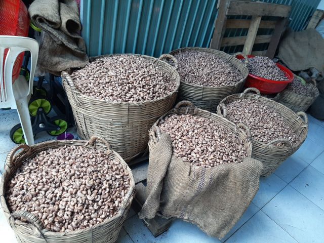 Hạt điều rang muối Bình Phước, hạt điều nguyên vỏ lụa loại 1 to tròn, giòn, ngọt, đặc sản hạt điều Việt Nam hộp 350g