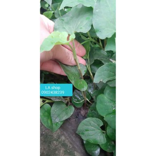 Cây diếp cá 1k/2 cây, combo 10k 25cây